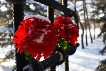 Red Carnations Resting on a Snowy, Icy Black Metal Barrier in a Winter Park