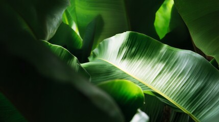 Vibrant green banana leaves overlap, showcasing a rich tapestry of textures and shades. The sunlight filters through, creating an enchanting atmosphere in a tropical paradise