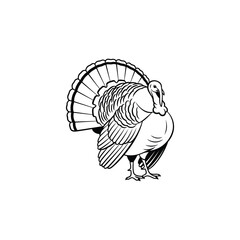 Black and white illustration of a turkey with fanned tail
