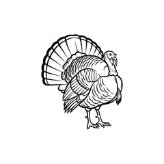 Black and white line drawing of a turkey with fanned tail 1