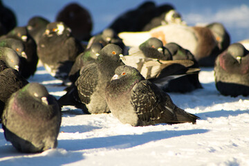 Flock of Rock Pigeons Resting on a Snow-Covered Surface in Sunlight