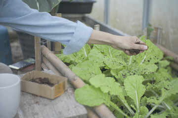 Sustainable urban gardener repurposing spent coffee grounds as organic fertiliser for fresh leafy greens. Eco-friendly DIY composting recycling food waste the growing trend of home vegetable farming.
