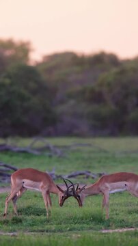 Vertical video, two impala rams locking horns