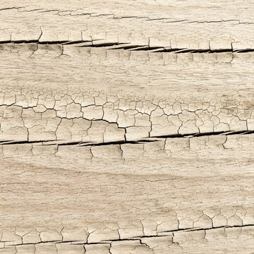 Piel de L&aacute;grimas Secas, superficie texturizada de madera agrietada y blanqueada por el sol, que parece seca y &aacute;spera como la piel antigua.