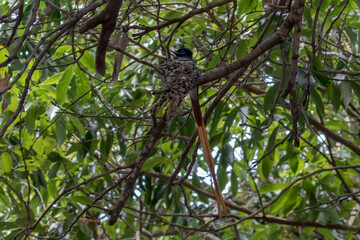 Nest of the Parardise Flycatcher - a beautiful arrangement of lichen that makes it almost impossible to see in the dappled shade of the tree.