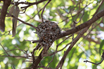 Nest of the Parardise Flycatcher - a beautiful arrangement of lichen that makes it almost impossible to see in the dappled shade of the tree.