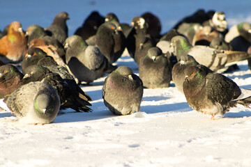 Flock of Rock Pigeons Resting on a Snow-Covered Surface in Sunlight