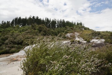 New Zealand Taupo Geothermal Park Blooming Shrub Beside Forested Hills