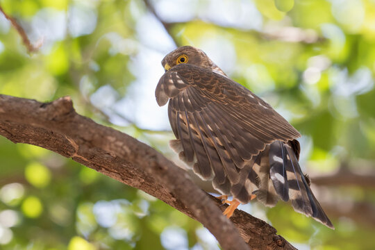 Little sparrowhawk posing in tree