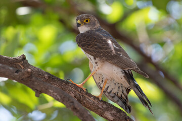 Little sparrowhawk posing in tree