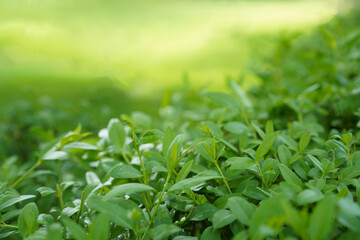 Close-up of fresh, bright green hedge foliage and new shoots against a soft, sunlit, high-key bokeh background.
