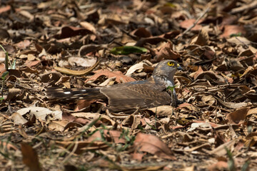 Tachyspiza minulla, a Little sparrowhawk lies in thick leaf litter, probably to do "anting" whereby it takes ants all over its feathers to clean it of parasites.
