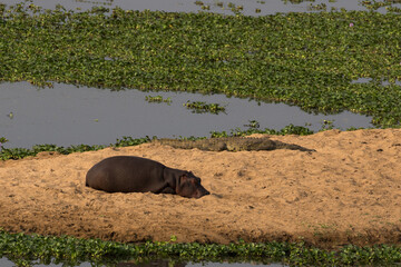 A crocodile and a hippopotamus sunbathe together on a sand bank in the Olifants River, Kruger Park