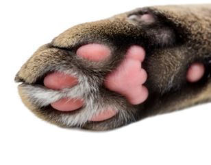 Close-Up of Cat Paw with Pink Pads, Isolated, Detailed Feline Foot Macro