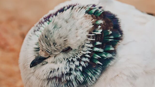 Close up o fa fluffy pigeon perched on a warm colored rock near the sea