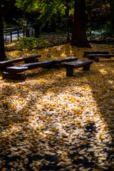 鎌倉251127　浄智寺1　黄葉