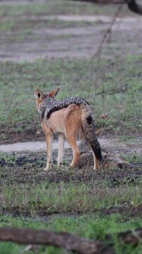 Vertical video, a pair of black backed jackals removing ticks