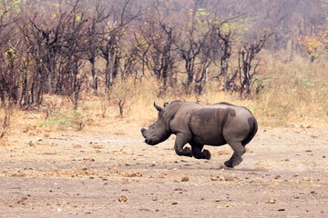 Rhino that was startled by a bypassing truck runs for safety, Kruger Park