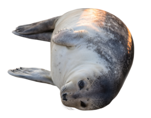 Adorable Seal Pup Lying on Belly in a Clean Isolated Cutout for Wildlife, Marine, and Nature Designs