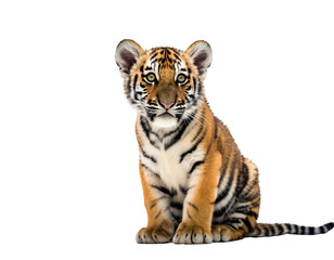 Obraz premium Adorable Tiger Cub Sitting in a Clean Isolated Cutout for Wildlife, Nature, and Educational Designs