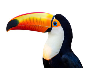 Obraz premium Colorful Toucan Bird with Large Beak in a Clean Isolated Cutout for Wildlife, Tropical, and Nature Designs