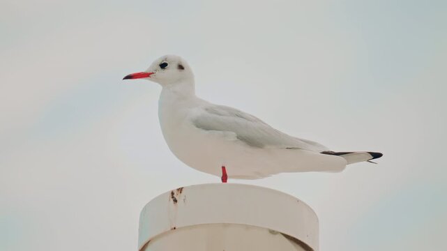 A white gull stands calmly on top of a harbor light against a soft pastel sky, looking directly at the camera
