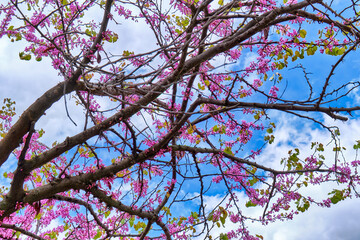 cherry blossom details in the jerte valley in spring, spain