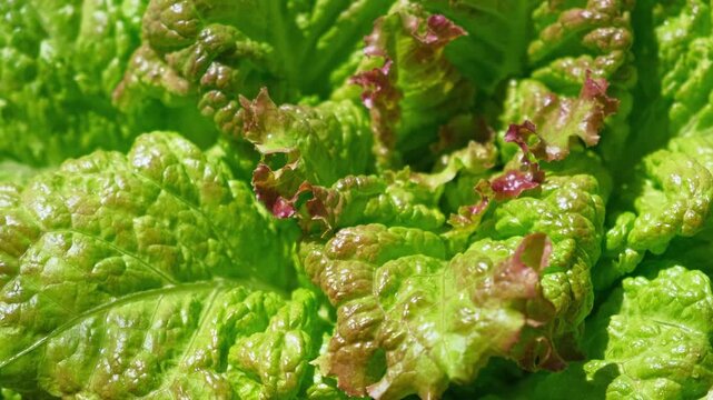 Green red lettuce lollo rosso leaves top view, motion camera turning. Food background rotating. Greengrocer's stall. Fresh organic zero-carbon radicchio On The Street Market. Vegetable salad backdrop