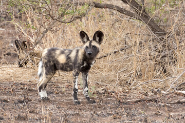 Wild dog puppies near Satara, Kruger Park
