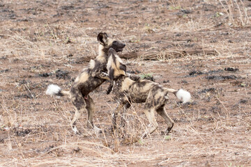 Wild dog puppies near Satara, Kruger Park