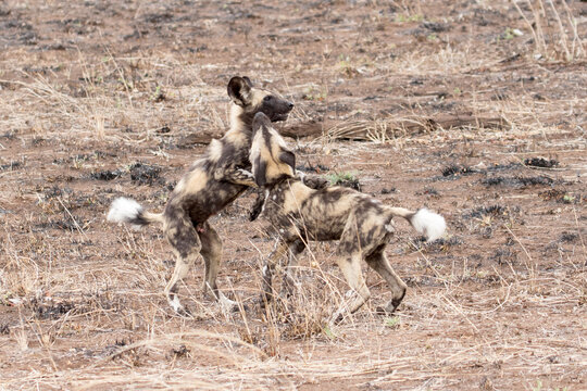 Wild dog puppies near Satara, Kruger Park