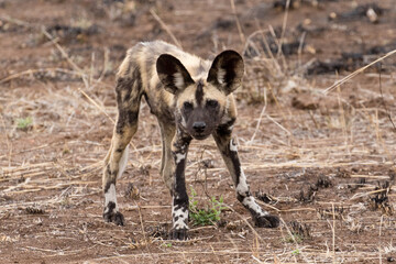 Fototapeta premium Wild dog puppies near Satara, Kruger Park