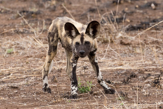 Wild dog puppies near Satara, Kruger Park