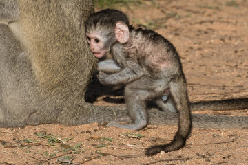 Baby vervets look very cute - but this belies the trouble they can cause in camps once habituated to humans.