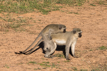 Vervet monkeys mating in the early morning sun