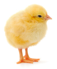 Cute little yellow chicken chick isolated on white background