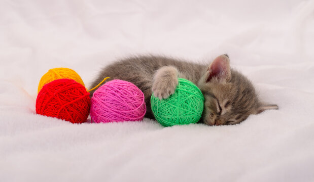 Sleeping gray tabby kitten resting its paw on colorful yarn balls - Powered by Adobe
