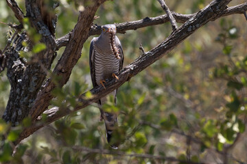 African cuckoo with its typical prey, a hairy caterpillar
