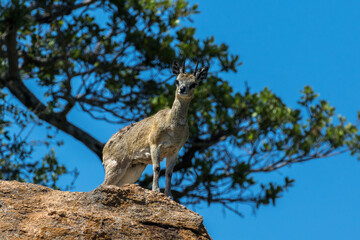 Oreotragus oreotragus,  the klipspringer on a lookout spot on a rocky hill in Kruger Park