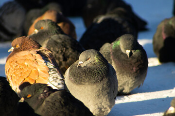 Flock of Rock Pigeons Resting on a Snow-Covered Surface in Sunlight