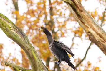 Shaking cormorant from the side, water droplets falling from its feathers, beautiful cormorant with turquoise eyes on a branch, brown leaves in the background, Phalacrocoracidae