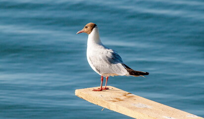 seagull on the beach