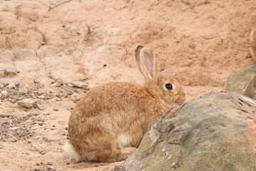 Bunny amidst the rocks: A solitary rabbit with its long ears alert, nestled amongst weathered rocks in a tranquil outdoor setting. The rabbit's soft fur and gentle eyes convey a sense of peacefulness.
