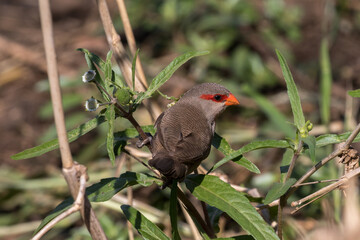 Common Waxbill feeding on the plentiful seed at Sunset Dam, Kruger Park