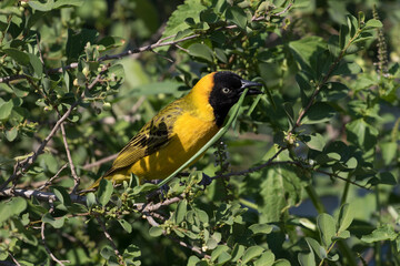 Lesser Masked Weaver collecting nest building material at Sunset Dam, Kruger Park