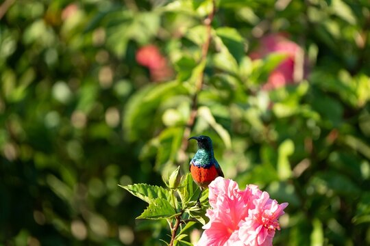 sunbird on an ibiscus