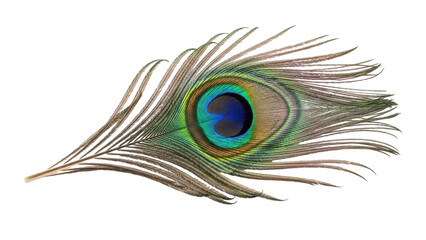 Obraz premium Isolated beautiful peacock feather on a plain surface, iridescent colors and texture