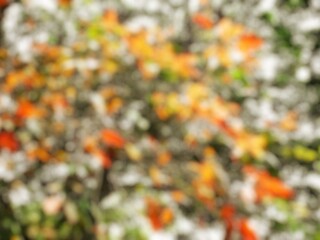 Full-frame blur image of fresh reddish-yellow leaves. Close-up blur image of red, yellow, and orange leaves for the background.