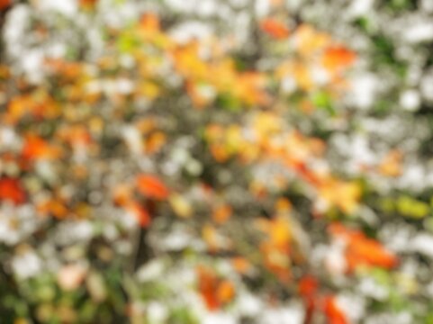 Full-frame blur image of fresh reddish-yellow leaves. Close-up blur image of red, yellow, and orange leaves for the background.