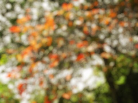 Full-frame blur image of fresh reddish-yellow leaves. Close-up blur image of red, yellow, and orange leaves for the background.
